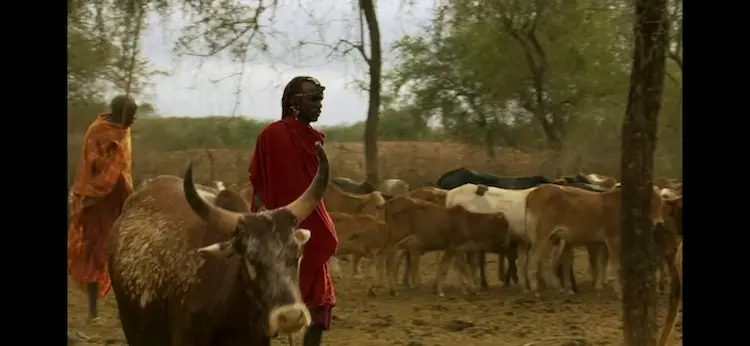 Taurine cattle (Bos taurus taurus) as shown in Africa - The Future